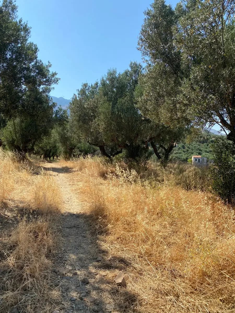 A path through an olive grove