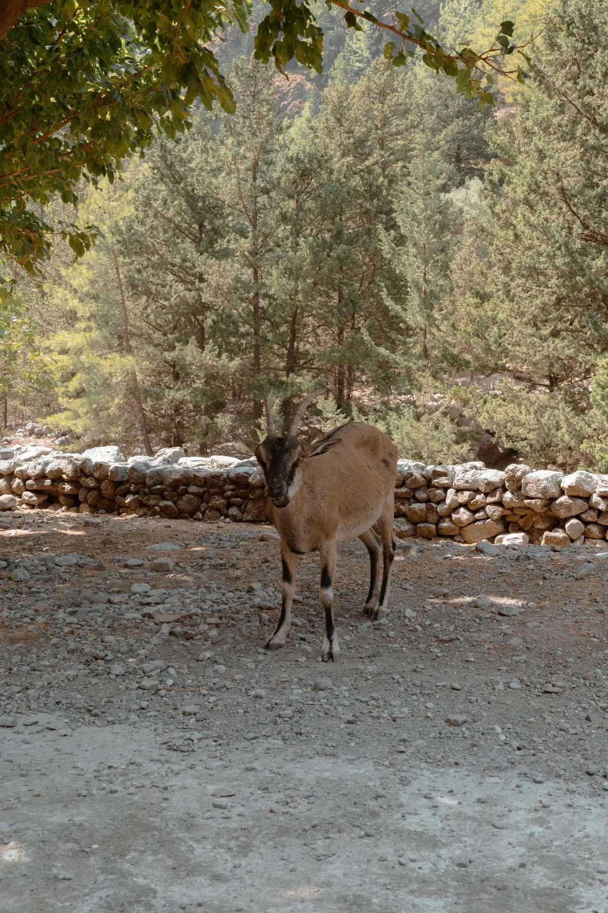 Samaria Gorge